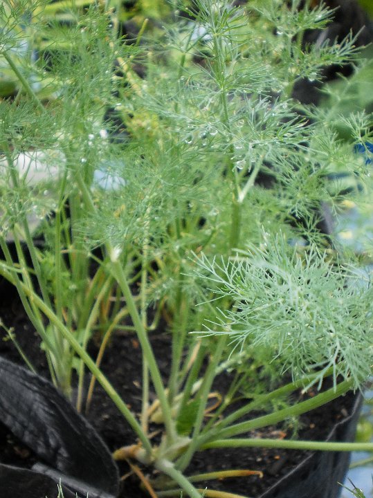 Dill  Anethum gravoelens.JPG - Anethum gravoelens:  Dill